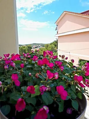 Vrt u objektu Apartment Leona