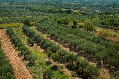 Priroda u blizini vila