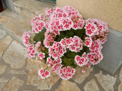 Tlocrt objekta Apartment Slavica