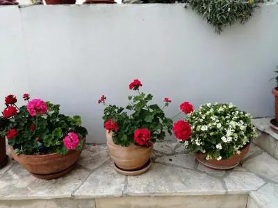 Vrt u objektu Apartment in Primosten with sea view, balcony, air conditioning, WiFi 5155-1